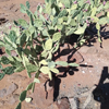 Opuntia stricta | Common pest pear